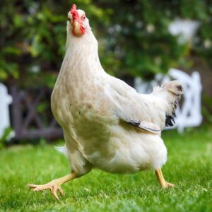 Buff Orpington Chicken for sale