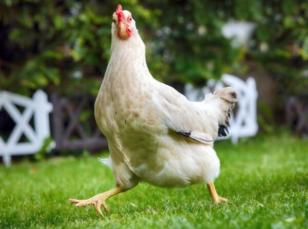 Buff Orpington Chicken for sale