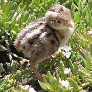 californian quail chick