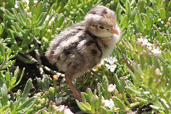 californian quail chick