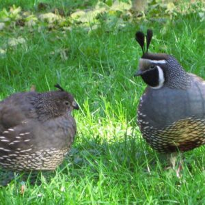 californian quails for sale