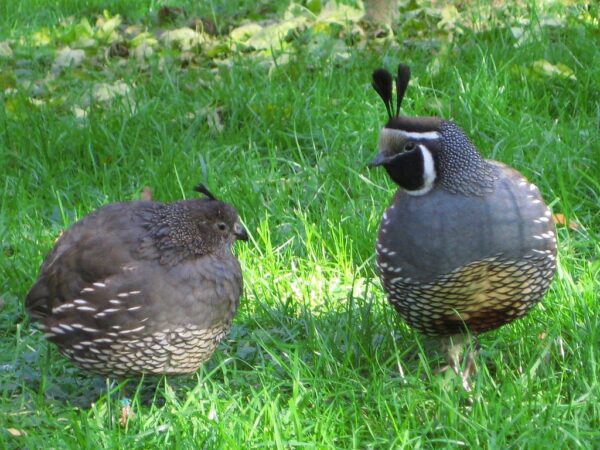 californian quails for sale