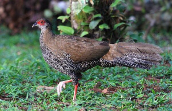 female silver pheasant for sale