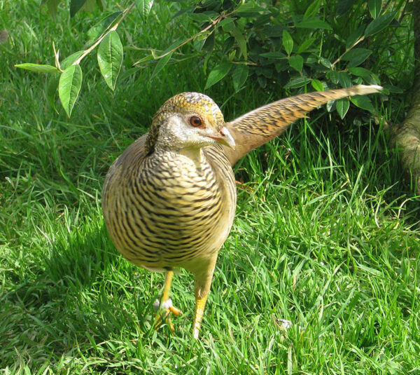 female yellow golden pheasants for sale