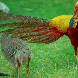 pheasant pair for sale