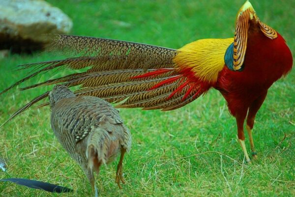 pheasant pair for sale