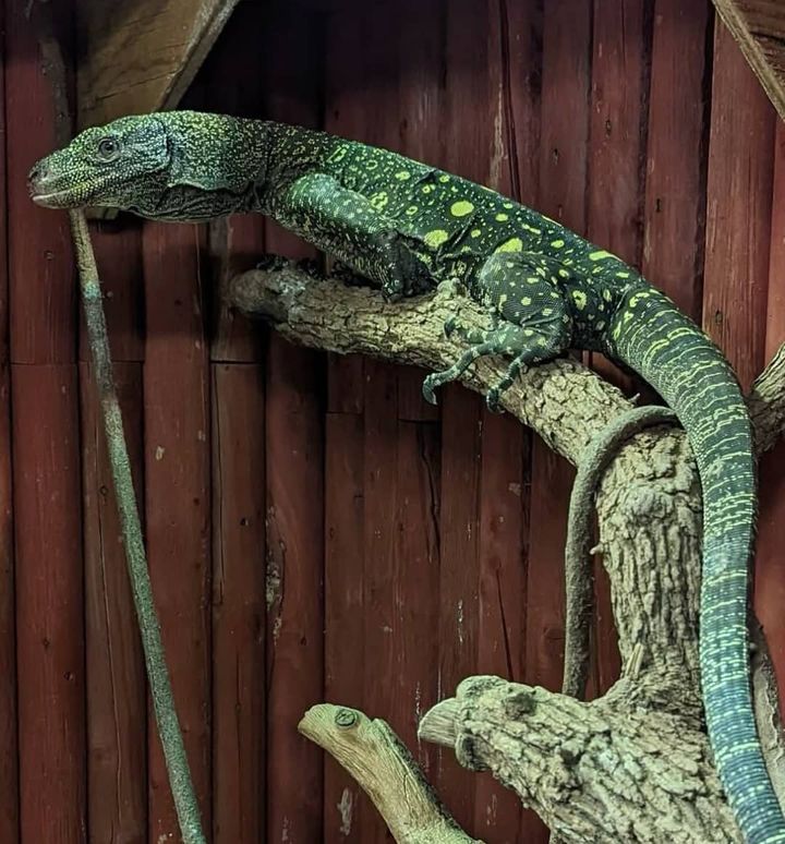 Adult crocodile monitor lizard - jjw Farm Sanctuary