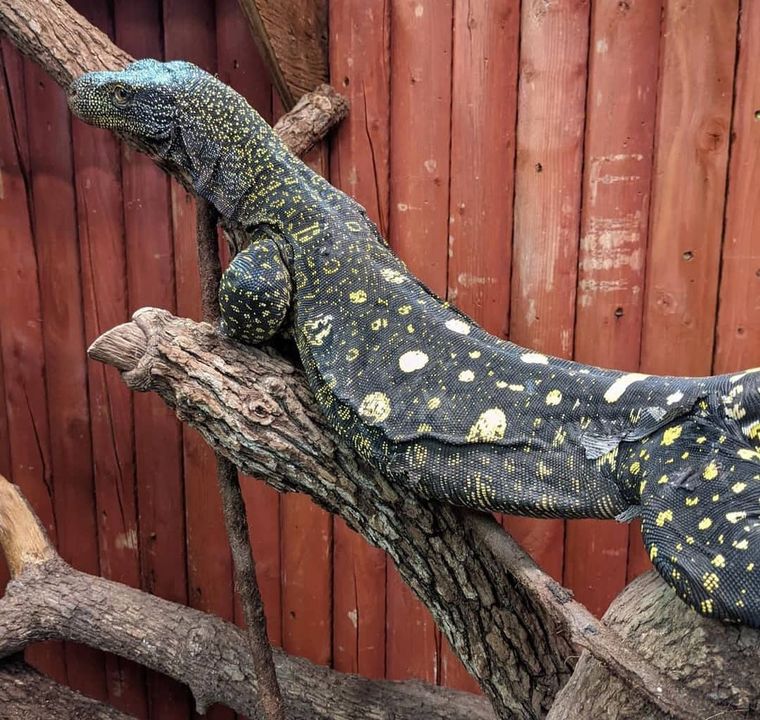 Adult crocodile monitor lizard - jjw Farm Sanctuary