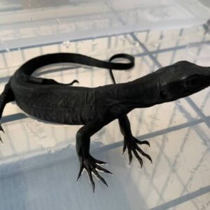 Female black dragon monitor lizard for sale