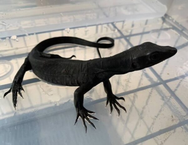 Female black dragon monitor lizard for sale