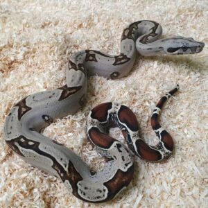 peruvian redtail boa for sale, baby peruvian redtail boa