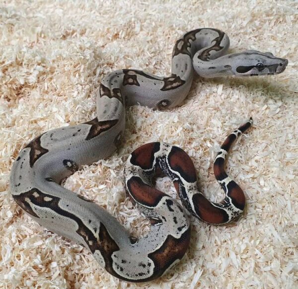 peruvian redtail boa for sale, baby peruvian redtail boa