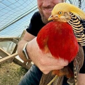 red golden pheasant for sale