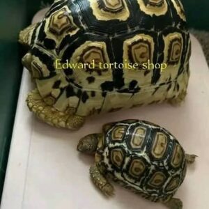 FEMALE LEOPARD TORTOISE FOR SALE