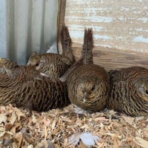 Female red golden pheasant for sale