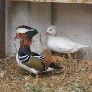 Pair of mandarin ducks for sale