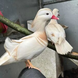 white mandarin for sale