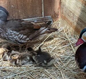 Female mandarin duck