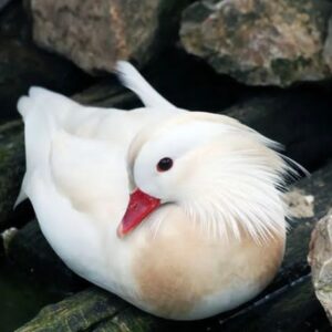 white mandarin duck for sale