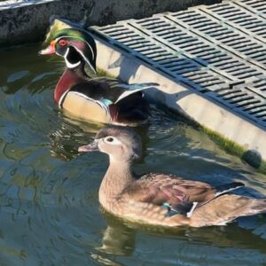 Wood duck for sale