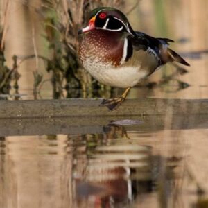 Male wood duck for sale