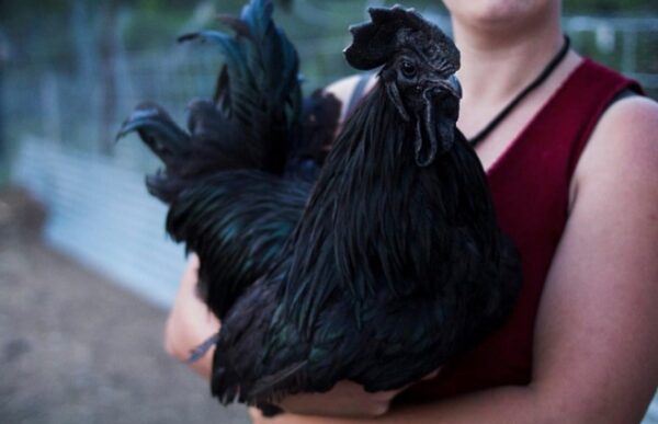 Ayam cemani for sale USA