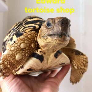 leopard tortoise for sale