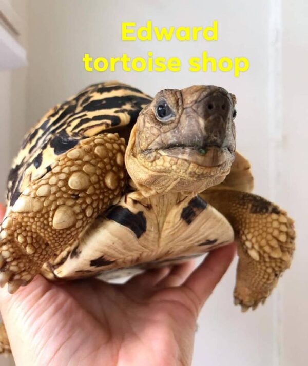 leopard tortoise for sale