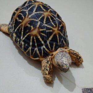 inadian star tortoise for sale