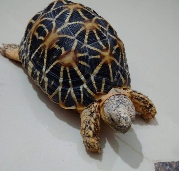 inadian star tortoise for sale