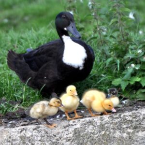 swedish female duck