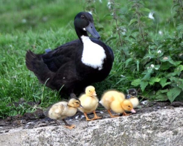 swedish female duck