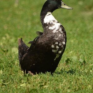 swedish ducks for sale