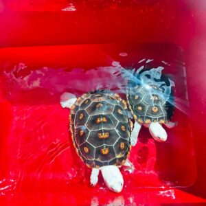 Diamondback terrapin baby for sale