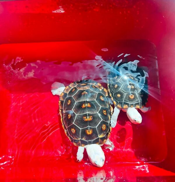 Diamondback terrapin baby for sale