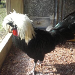 black polish rooster FOR SALE