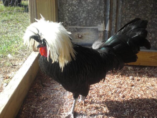 black polish rooster FOR SALE