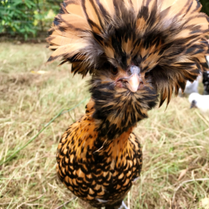 golden polish rooster for sale