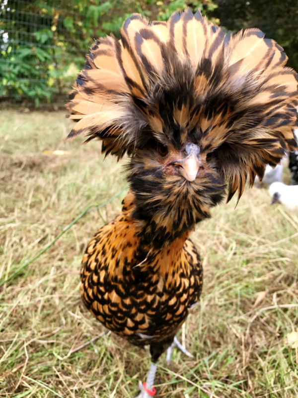 golden polish rooster for sale