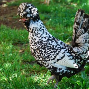 white and black polish rooster for sale