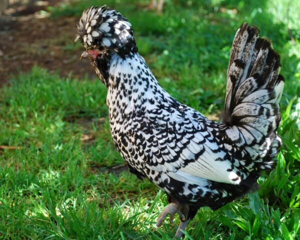 white and black polish rooster for sale