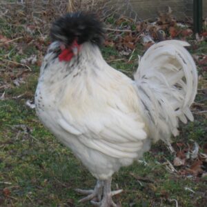 white chinese crested polish chicken for sale