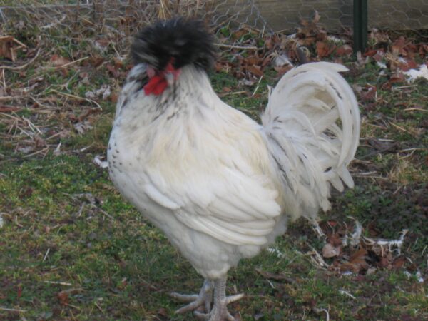 white chinese crested polish chicken for sale