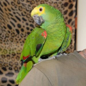 yellow napped amazon parrot for sale