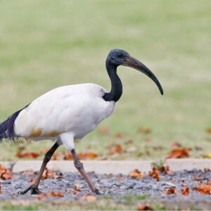 African Sacred Ibis for sale