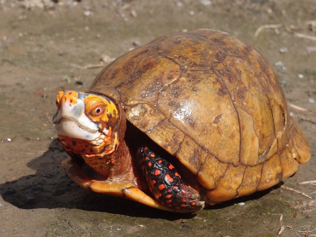 Adult mexican box turtle hybrid - jjw Farm Sanctuary