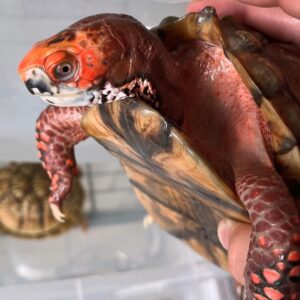 Mexican box turtle for sale