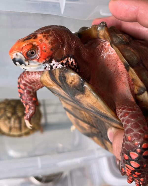 Mexican box turtle for sale