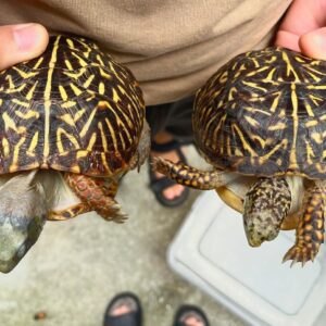 Ornate Box Turtle Pair for Sale - Healthy Sub-Adults with Vibrant Patterns