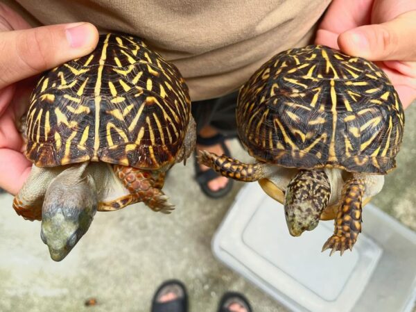 Ornate Box Turtle Pair for Sale - Healthy Sub-Adults with Vibrant Patterns